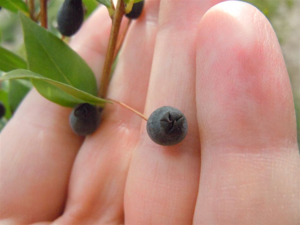 Myrtus communis